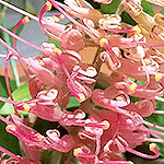 ARRANGEMENTS: Graecina flower arrangement