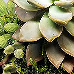 ARRANGEMENTS: Velentine's Day succulents